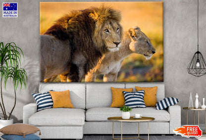 Lion & Lioness Photograph Print 100% Australian Made