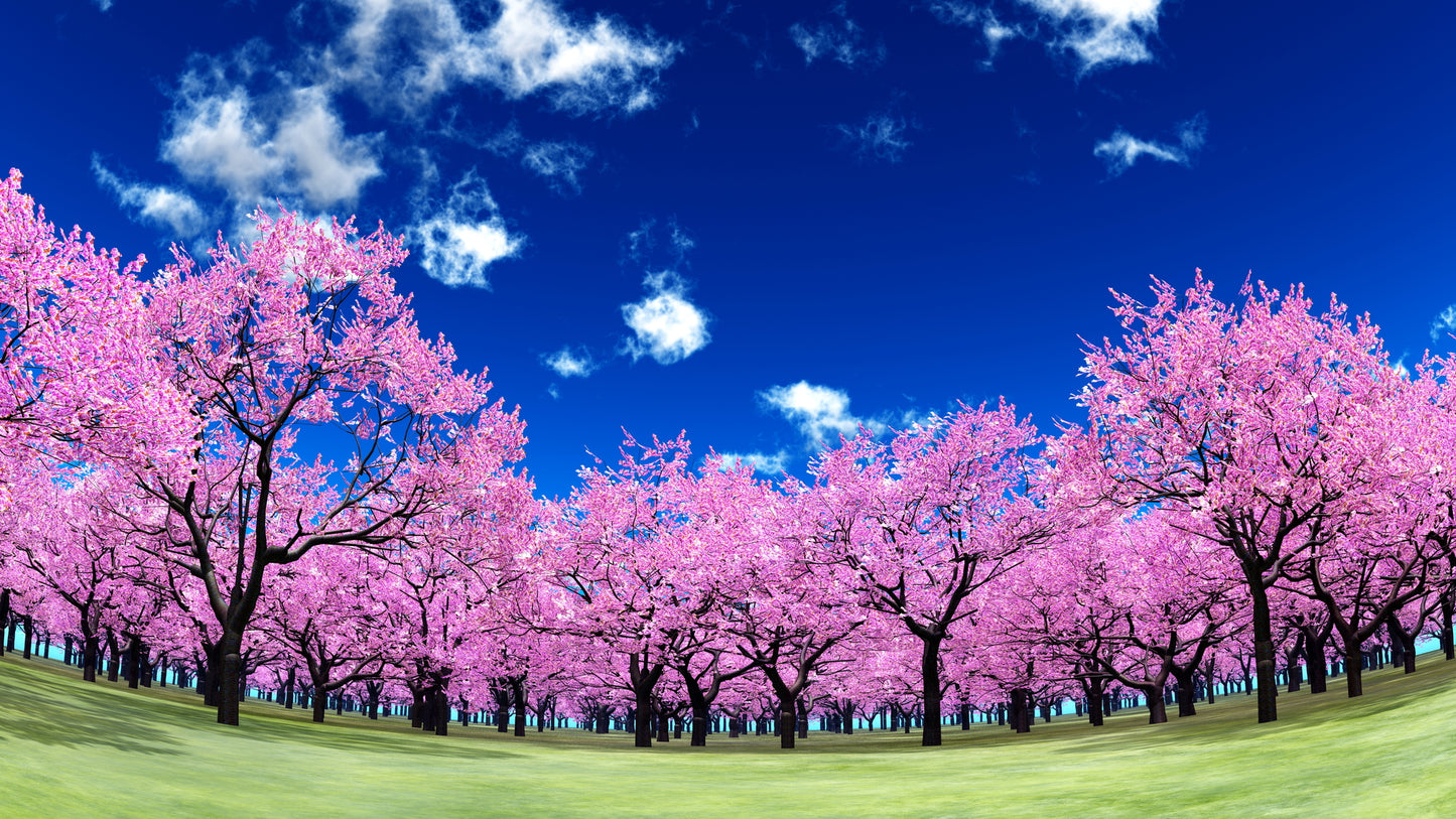 Pink Flower Tree Forest Photograph Print 100% Australian Made