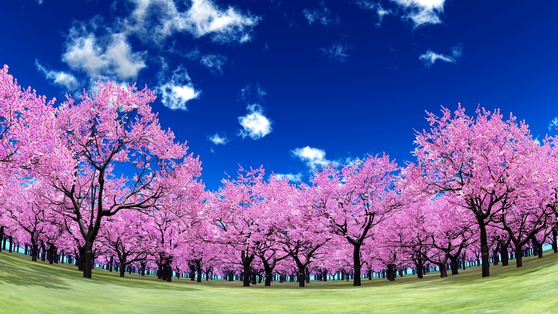 Pink Flower Tree Forest Photograph Print 100% Australian Made