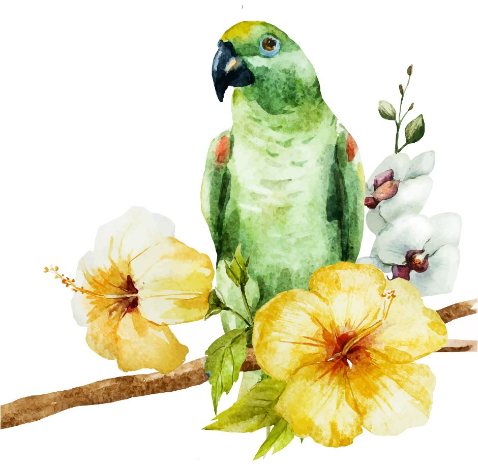 Square Canvas Parrot & Flowers Watercolor Painting High Quality Print 100% Australian Made