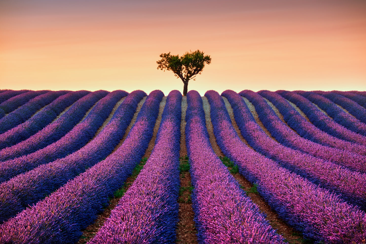 Lavender Field Scenery Photograph Home Decor Premium Quality Poster Print Choose Your Sizes