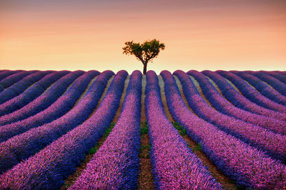 Lavender Field Scenery Photograph Home Decor Premium Quality Poster Print Choose Your Sizes