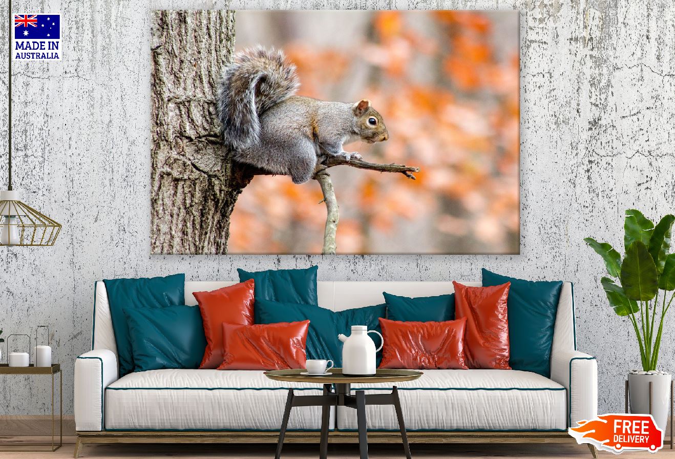 Grey Squirrel on Tree Branch Photograph Print 100% Australian Made