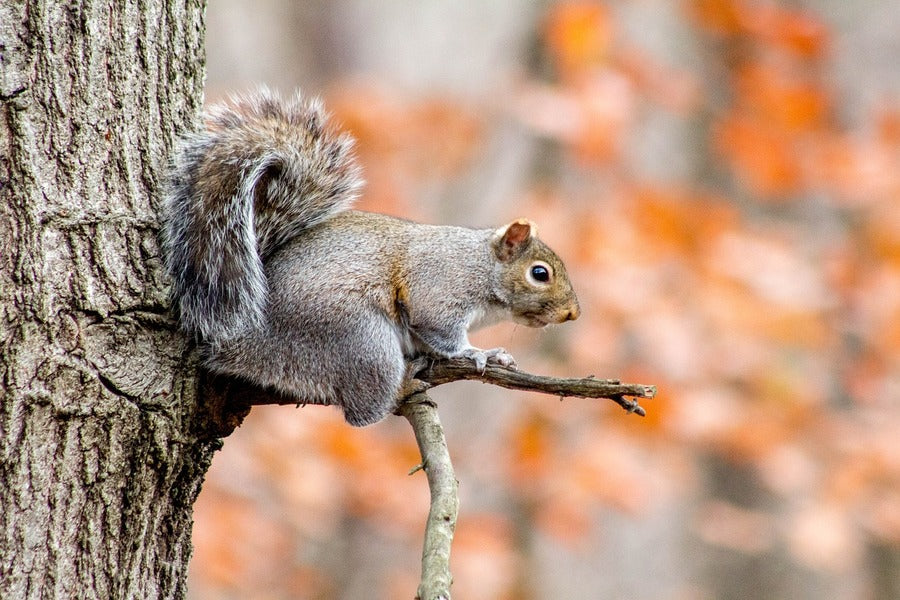 Grey Squirrel on Tree Branch Photograph Print 100% Australian Made