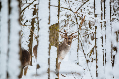 Deer in Snow Covered Forest Home Decor Premium Quality Poster Print Choose Your Sizes