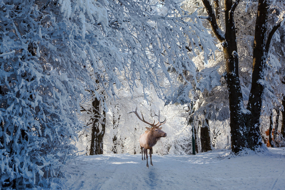 Deer in Snow Covered Forest Print 100% Australian Made