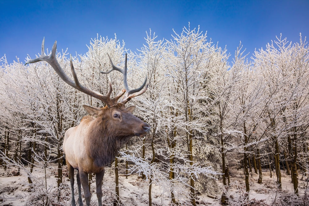 Deer in Snow Covered Forest Home Decor Premium Quality Poster Print Choose Your Sizes