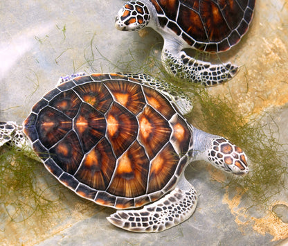 Turtles on Ground Photograph Home Decor Premium Quality Poster Print Choose Your Sizes