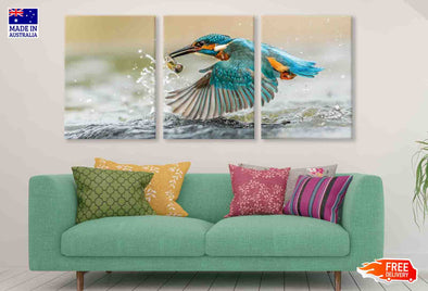 3 Set of Kingfisher Bird View Photograph High Quality Print 100% Australian Made Wall Canvas Ready to Hang