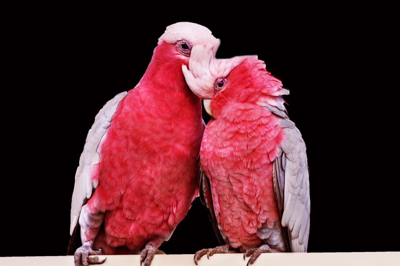 Red Love Birds Photograph Print 100% Australian Made