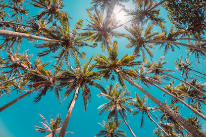 Palm Trees Under Blue Sky Photograph Print 100% Australian Made