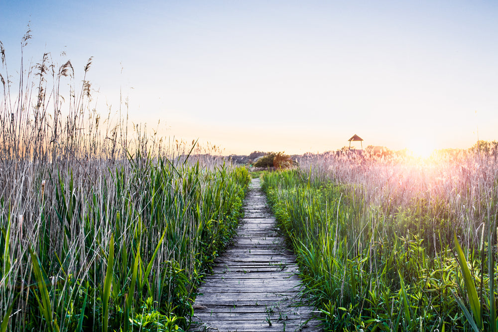 Wooden Foot Path on Grass Sunset Photograph Home Decor Premium Quality Poster Print Choose Your Sizes