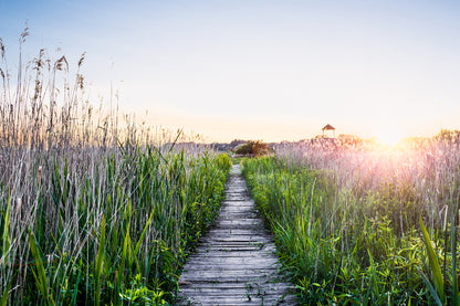 Wooden Foot Path on Grass Sunset Photograph Home Decor Premium Quality Poster Print Choose Your Sizes