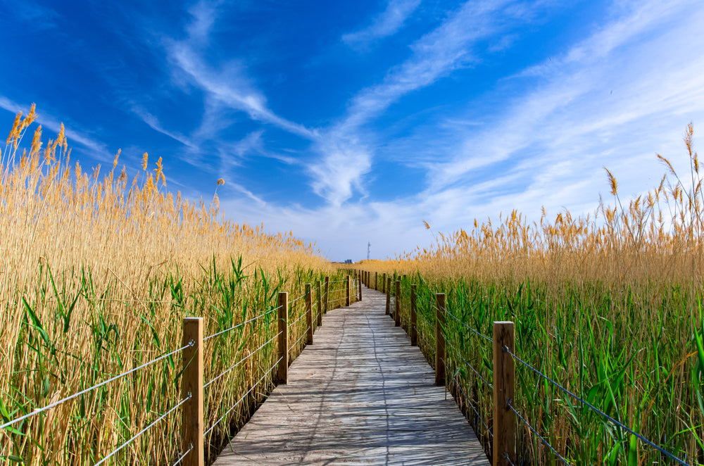 Wooden Foot Path in Grass Photograph Print 100% Australian Made