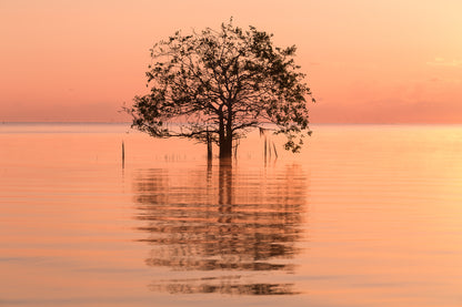 Tree in a Lake at Sunset Photograph Print 100% Australian Made