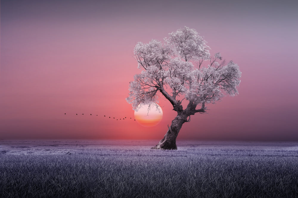 Tree in a Lake at Sunset Photograph Print 100% Australian Made