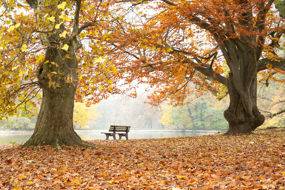 Wooden Bench Under Autumn Trees Photograph Home Decor Premium Quality Poster Print Choose Your Sizes