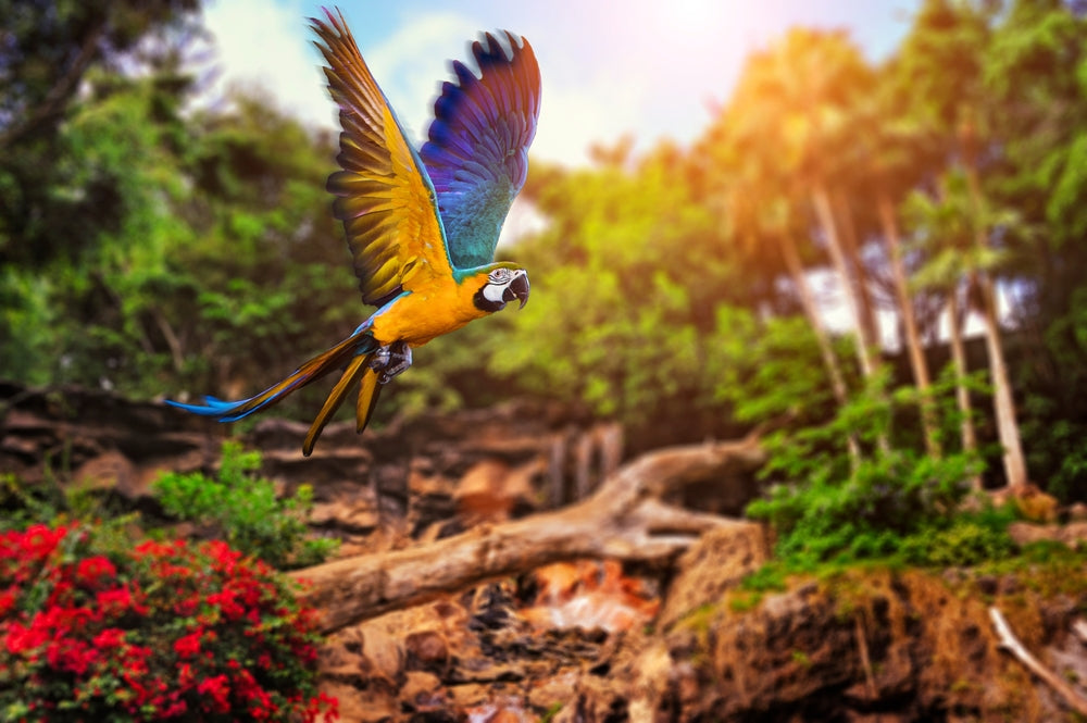 Colorful Macaw Bird Flying Photograph Home Decor Premium Quality Poster Print Choose Your Sizes