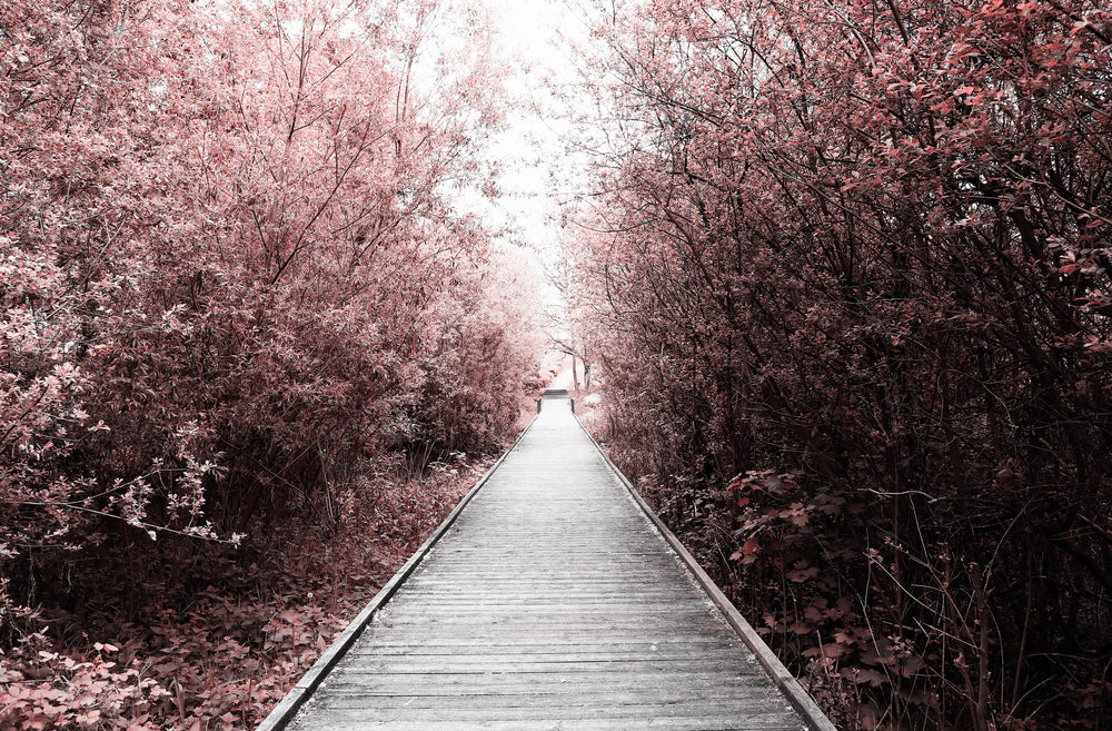 Wooden Foot Path in Bushes Photograph Print 100% Australian Made