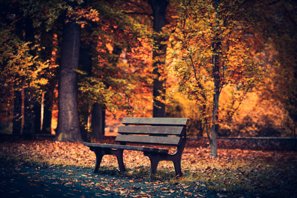 Bench in Autumn Park Photograph Home Decor Premium Quality Poster Print Choose Your Sizes