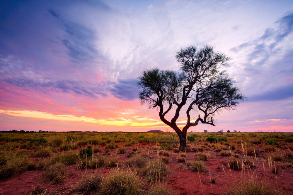 Tree at Sunset Photograph Print 100% Australian Made