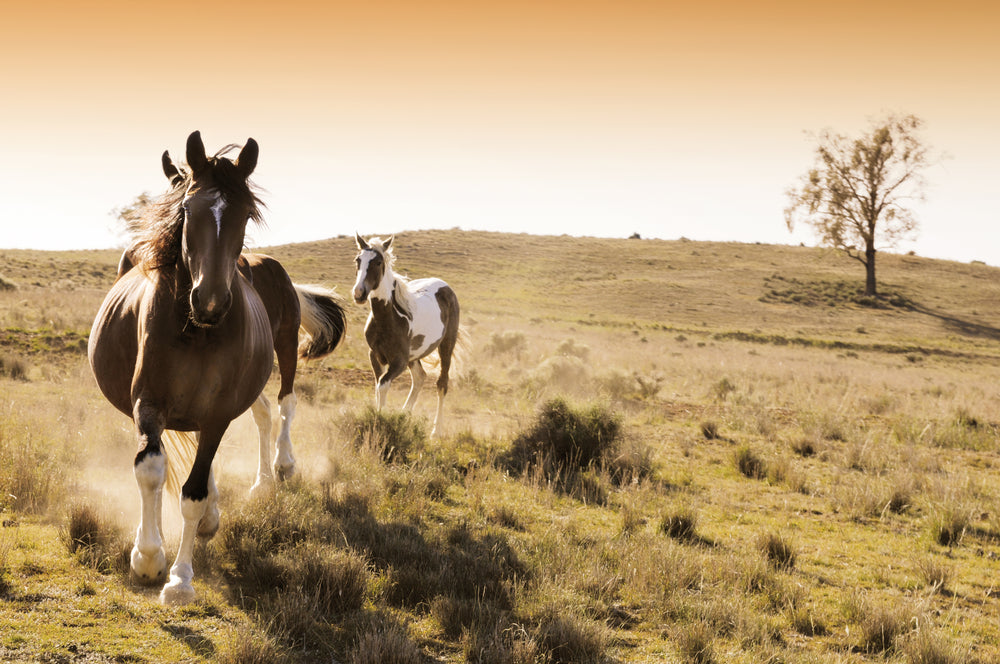Horses Running On Meadow Photograph Home Decor Premium Quality Poster Print Choose Your Sizes