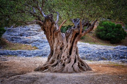 Huge Tree Closeup Photograph Home Decor Premium Quality Poster Print Choose Your Sizes