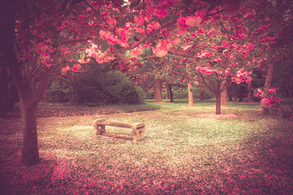 Bench in Blossom Tree Park Scenic Photograph Home Decor Premium Quality Poster Print Choose Your Sizes