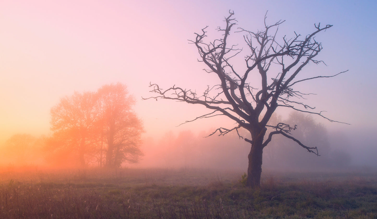 Sunset Forest Scenery Photograph Home Decor Premium Quality Poster Print Choose Your Sizes