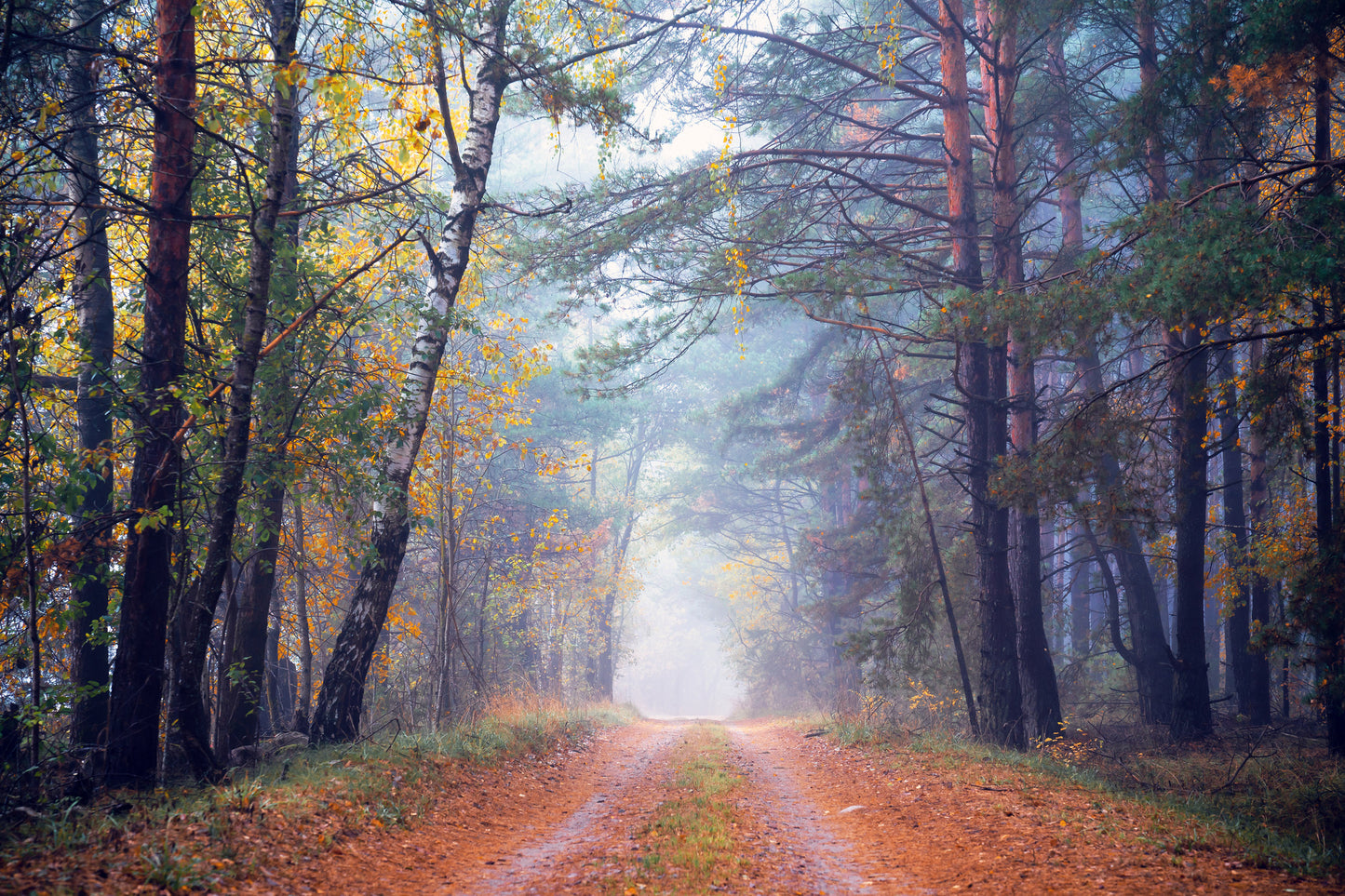 Road in Forest Scenery Photograph Home Decor Premium Quality Poster Print Choose Your Sizes