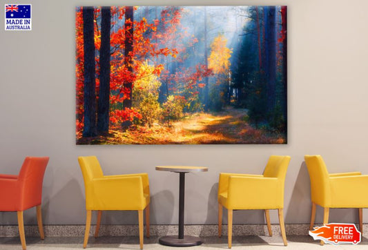 Sunrays in Autumn Forest Photograph Print 100% Australian Made