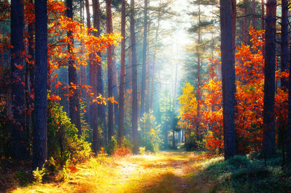 Autumn Forest Scenery Photograph Home Decor Premium Quality Poster Print Choose Your Sizes