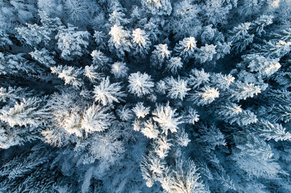 Snow Covered Forest Aerial View Photograph Home Decor Premium Quality Poster Print Choose Your Sizes