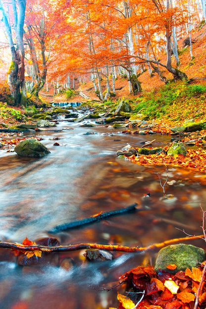 Waterstream in Autumn Forest Photograph Home Decor Premium Quality Poster Print Choose Your Sizes