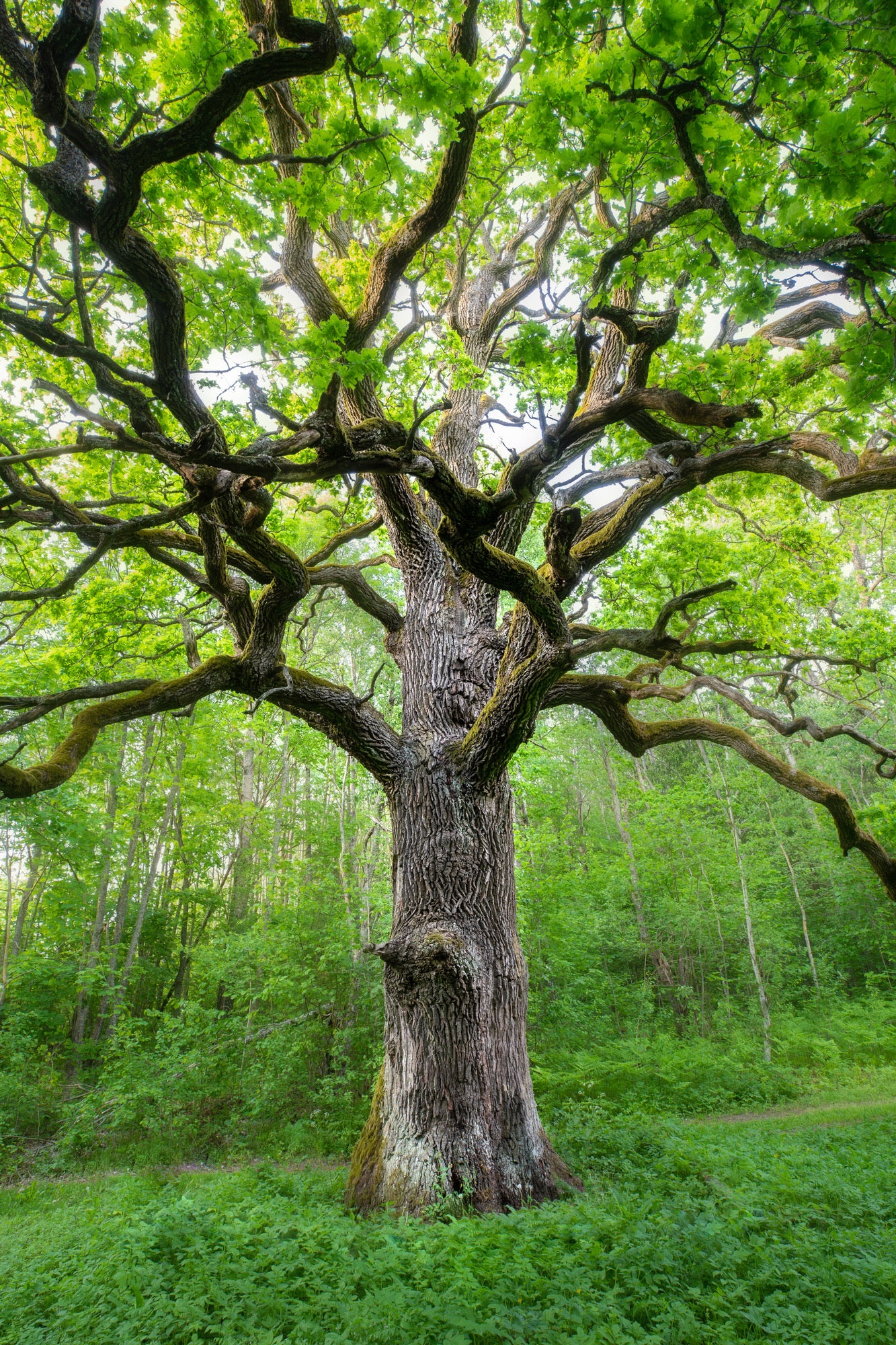 Huge Tree in Forest Photograph Home Decor Premium Quality Poster Print Choose Your Sizes