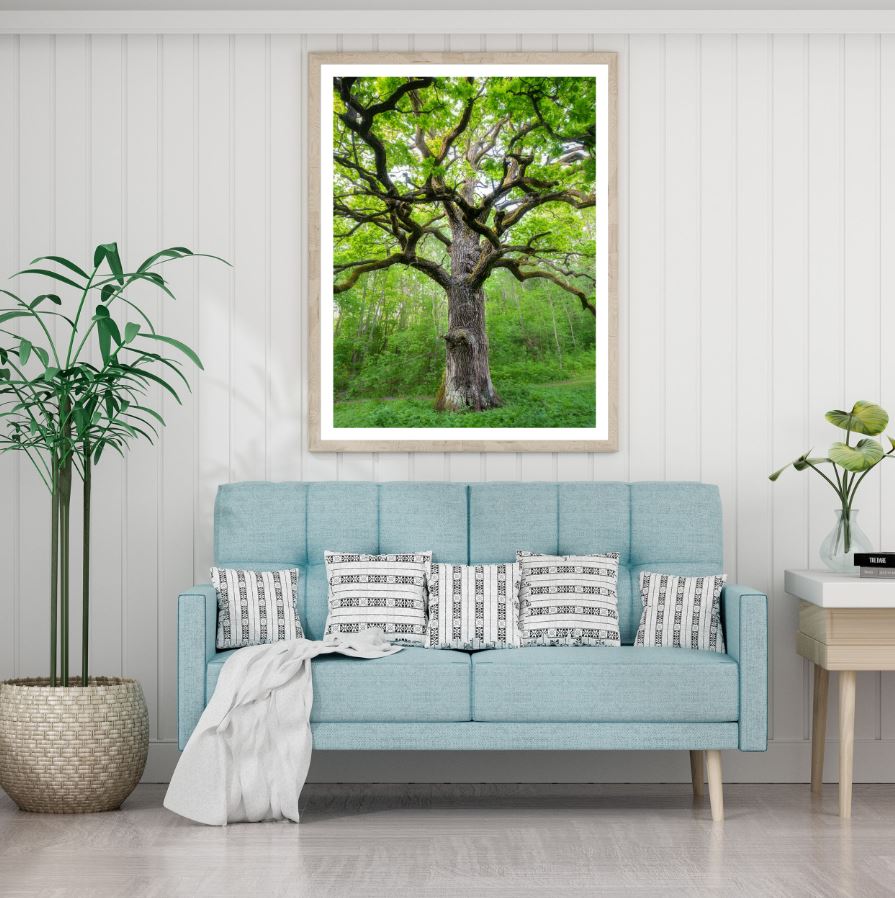 Huge Tree in Forest Photograph Home Decor Premium Quality Poster Print Choose Your Sizes