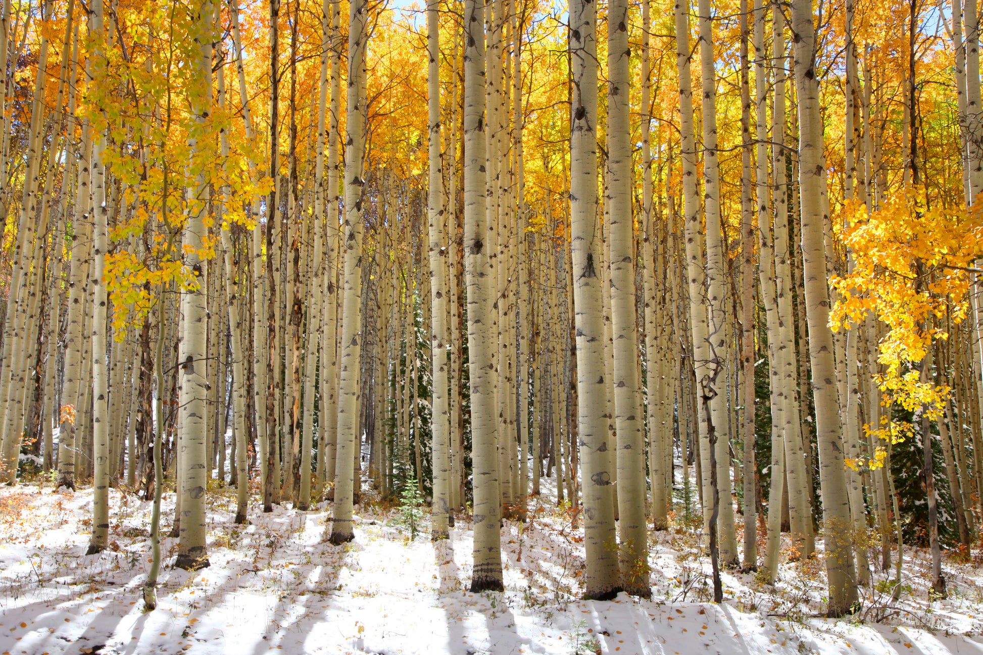 Autumn Tree Forest Photograph Print 100% Australian Made