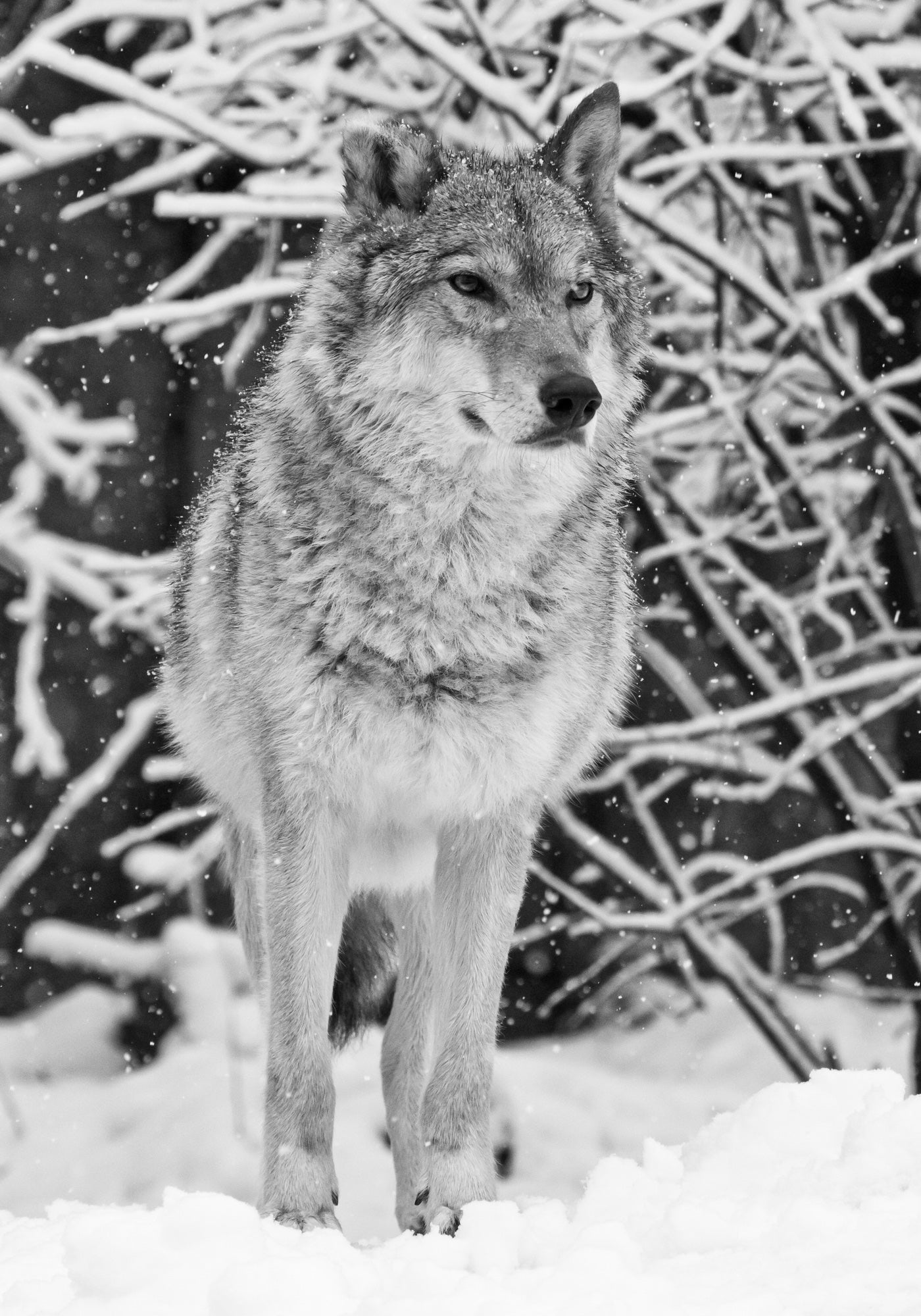 Wolf in Snow Forest B&W Photograph Home Decor Premium Quality Poster Print Choose Your Sizes