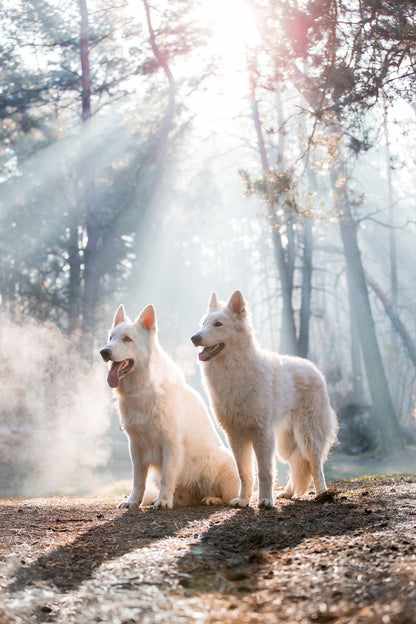 White Dogs in Forest Photograph Print 100% Australian Made