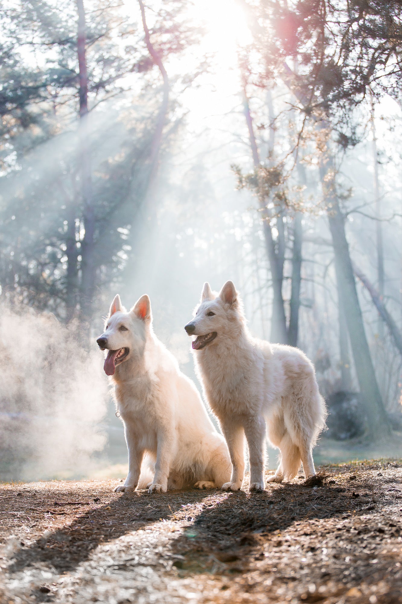 White Dogs in Forest Photograph Home Decor Premium Quality Poster Print Choose Your Sizes