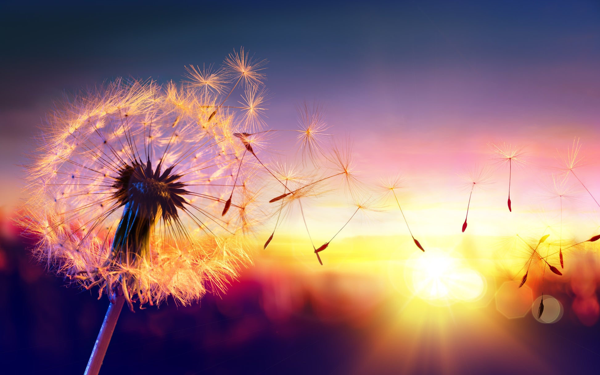 Dandelion Flower At Sunset View Photograph Home Decor Premium Quality Poster Print Choose Your Sizes