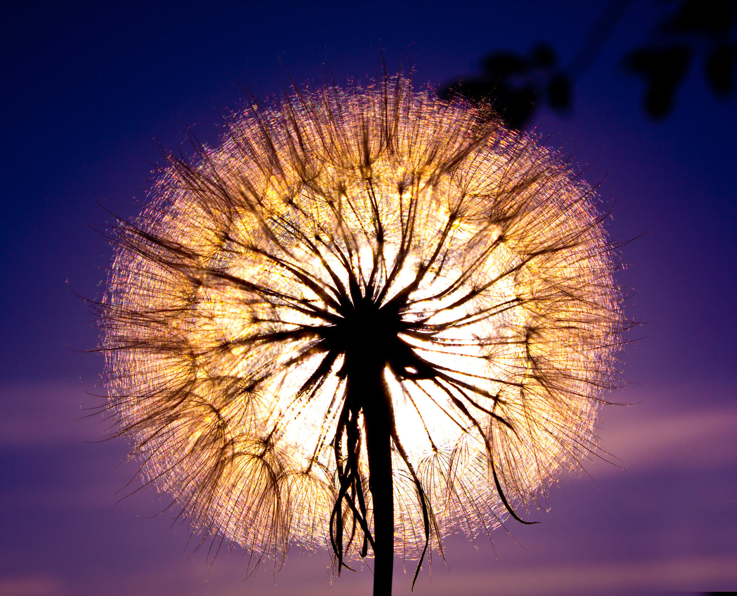 Square Canvas Dandelion Flower Closeup Photograph High Quality Print 100% Australian Made