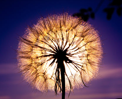 Square Canvas Dandelion Flower Closeup Photograph High Quality Print 100% Australian Made