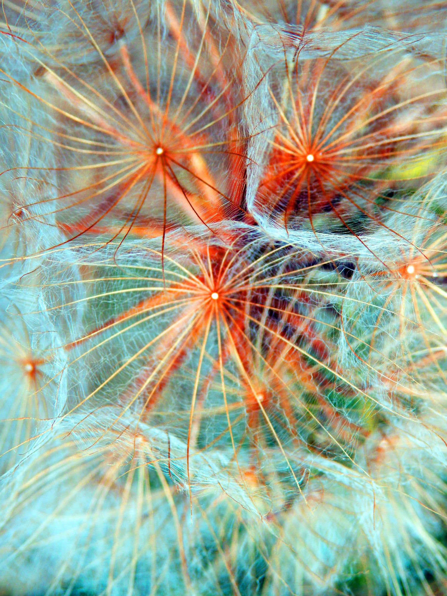 Dandelion Flowers Closeup View Photograph Home Decor Premium Quality Poster Print Choose Your Sizes