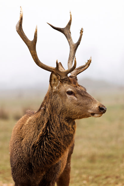 Deer Portrait Face Photograph Home Decor Premium Quality Poster Print Choose Your Sizes