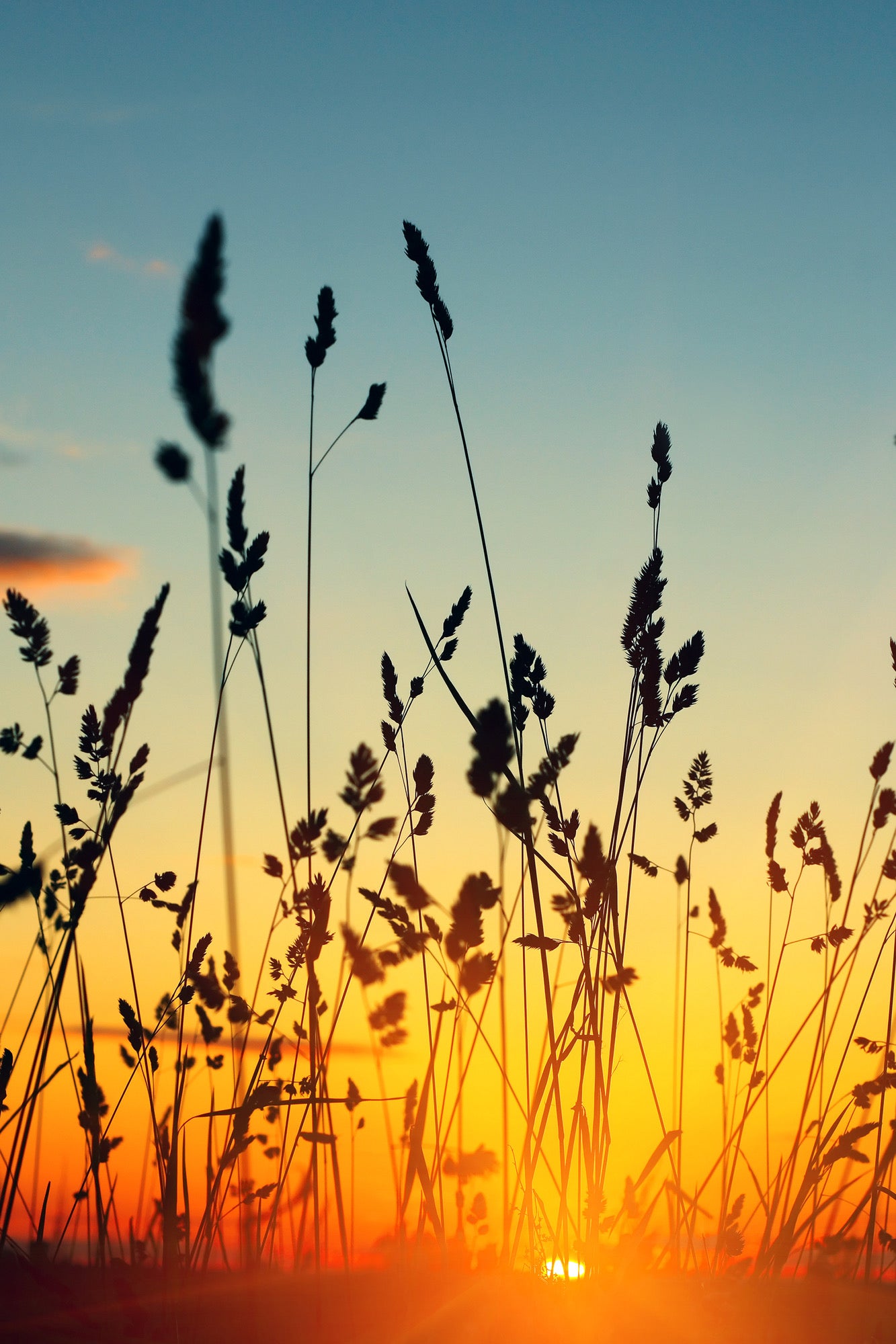 Grass Sunset View Photograph Home Decor Premium Quality Poster Print Choose Your Sizes