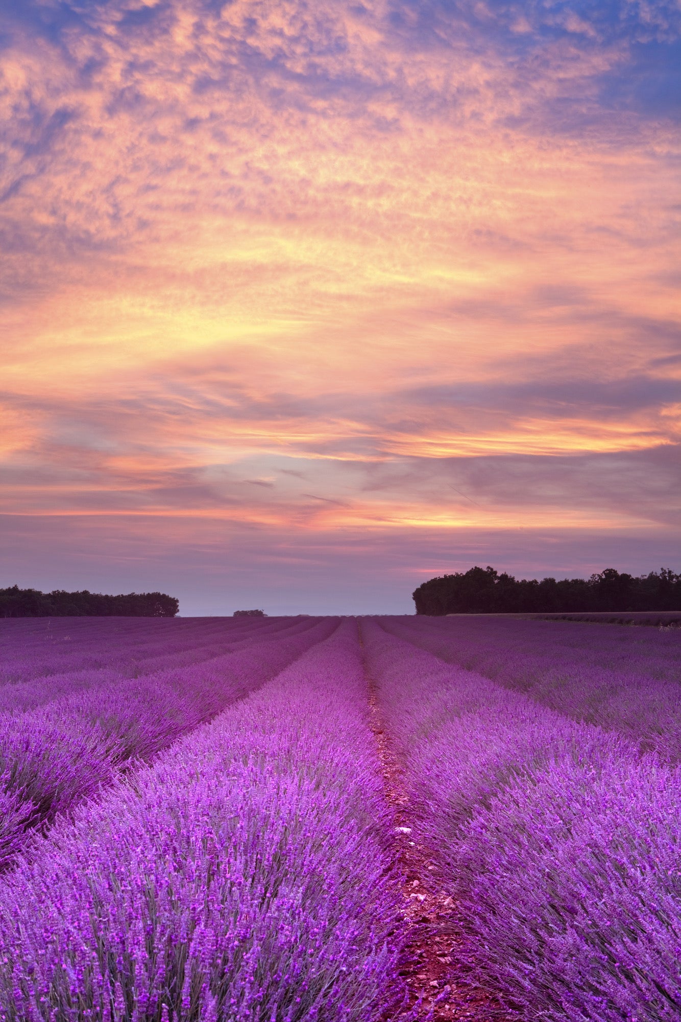 Lavender Field Sunset Photograph Home Decor Premium Quality Poster Print Choose Your Sizes