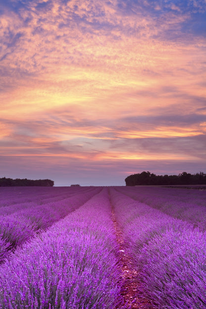 Lavender Field Sunset Photograph Home Decor Premium Quality Poster Print Choose Your Sizes