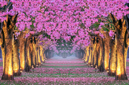 Blossom Trees Park Photograph Home Decor Premium Quality Poster Print Choose Your Sizes