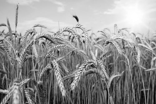 Wheat Field B&W Macro Photograph Home Decor Premium Quality Poster Print Choose Your Sizes